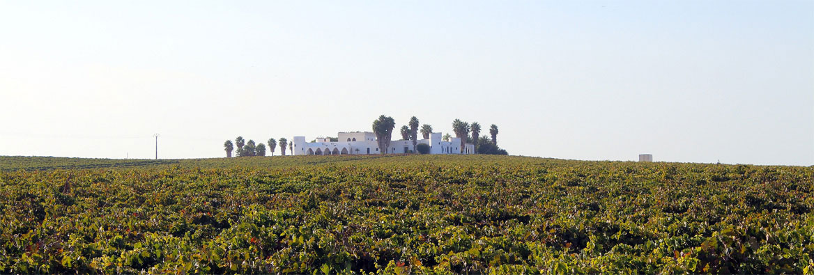 Weingut im Sherry-Dreieck