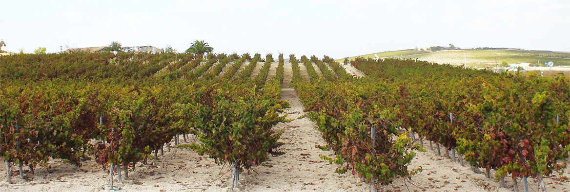 Weinreben im Sherry-Dreieck